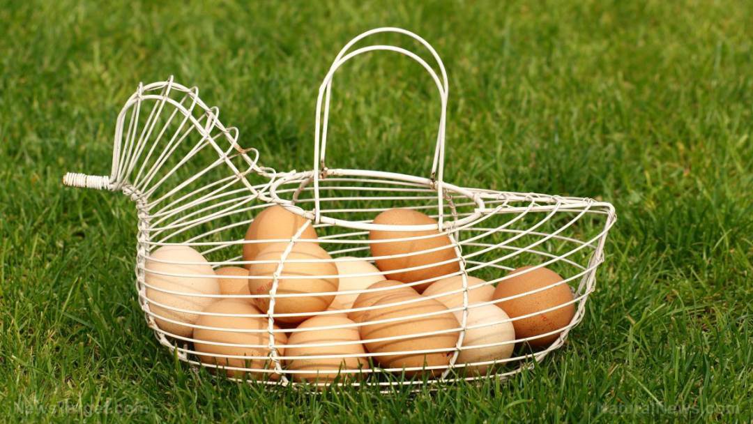 Eggs-Basket-Fresh