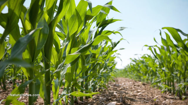 Corn-Crops-Field-Farm