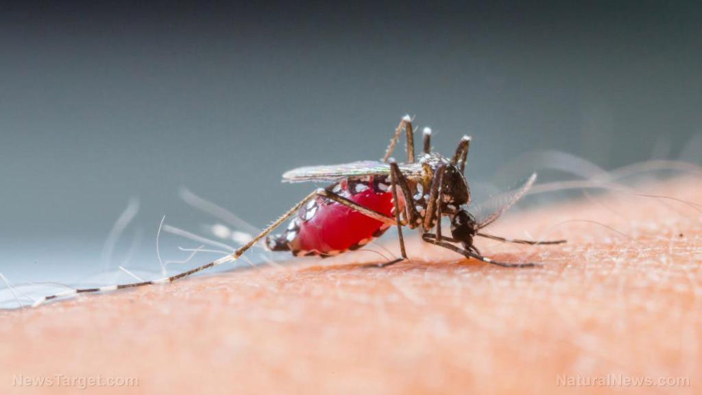 About those Bill Gates-Funded Malaria Injecting Genetically Modified Mosquitoes Close-up-mosquito-sucking-human-bloodset
